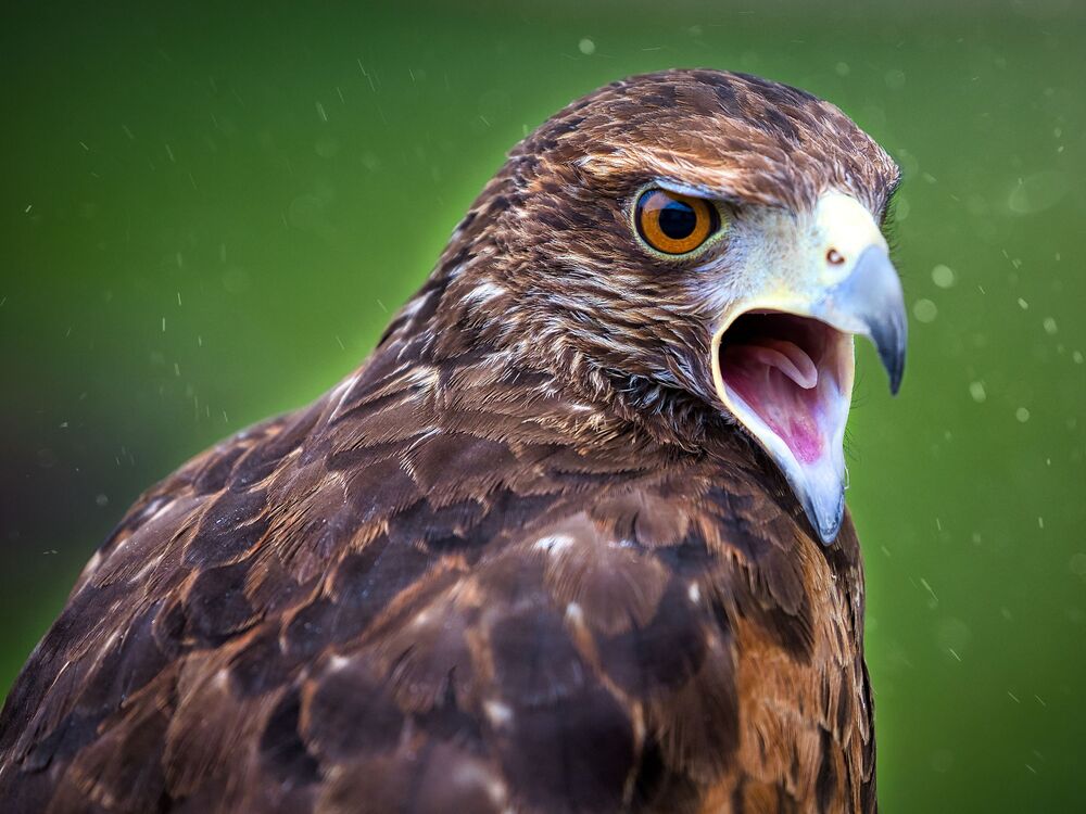 Eagle Life (3)