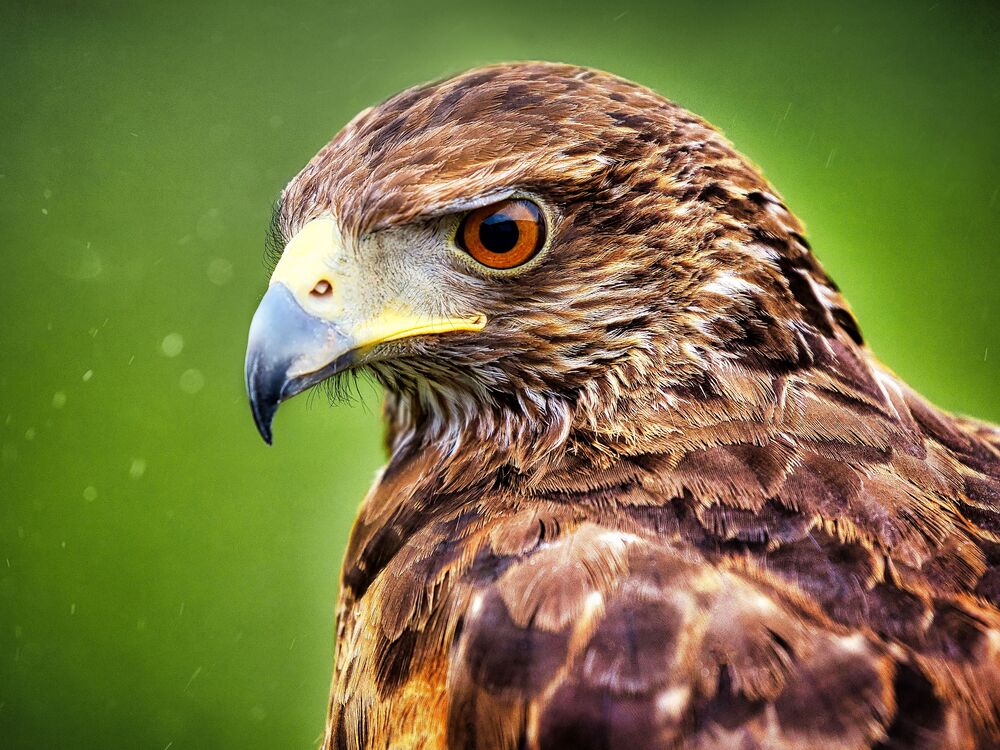 Eagle Life (4)