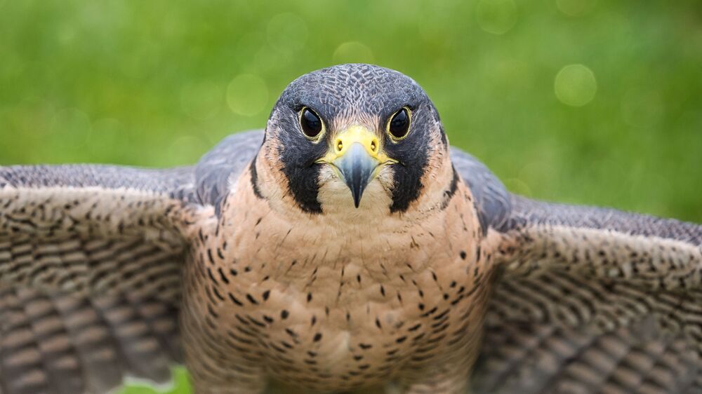 Eagle Life (6)