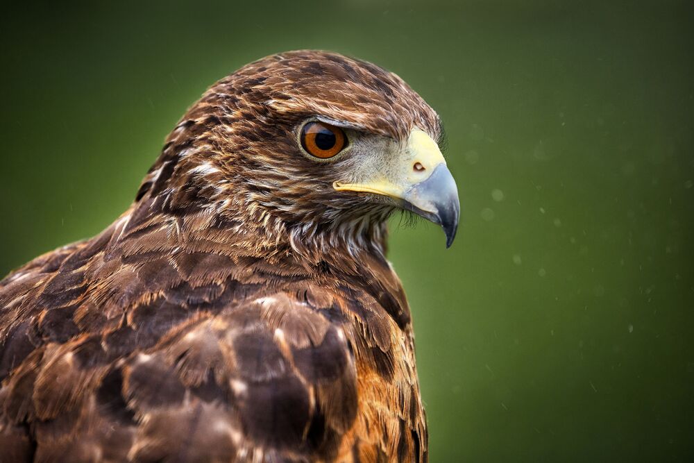 Eagle Life (7)