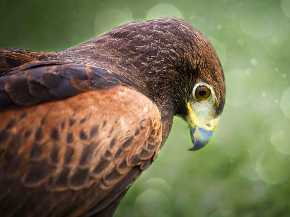 Eagle Life (8)