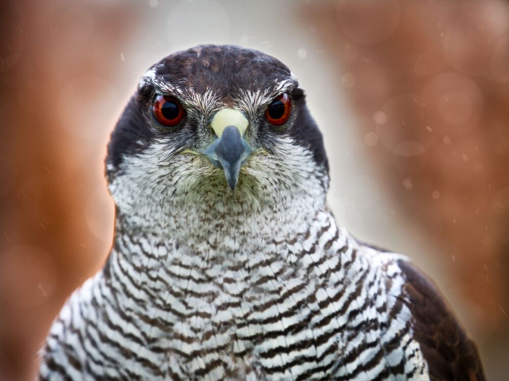 Eagle Life (9)