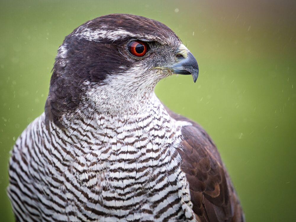 Eagle Life (10)