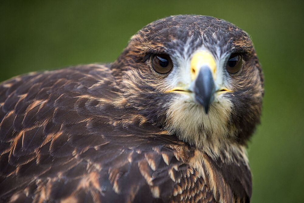 Eagle Life (11)