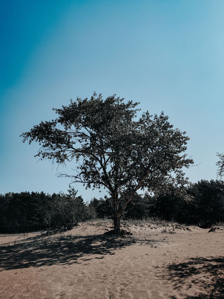 Summer vibes (4)