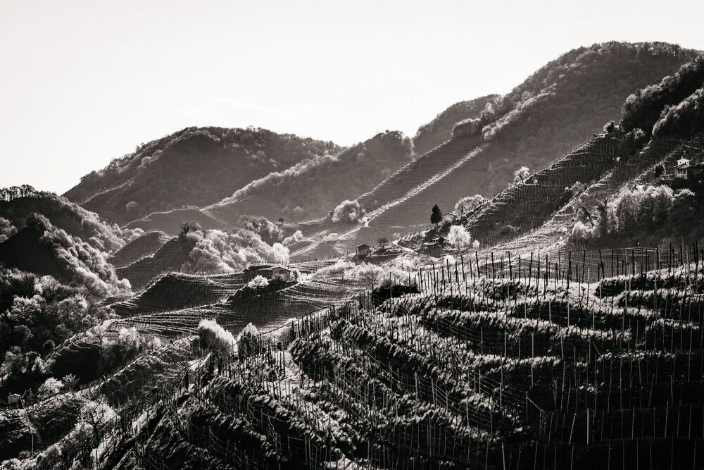 the Prosecco Hills (6)