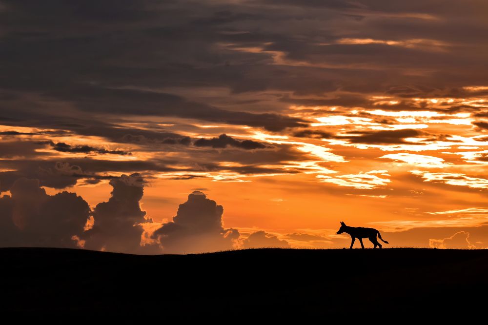 King of Grasslands and Skies ! (10)