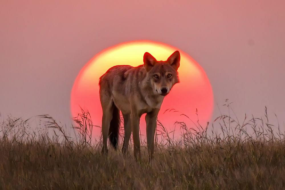 King of Grasslands and Skies ! (6)