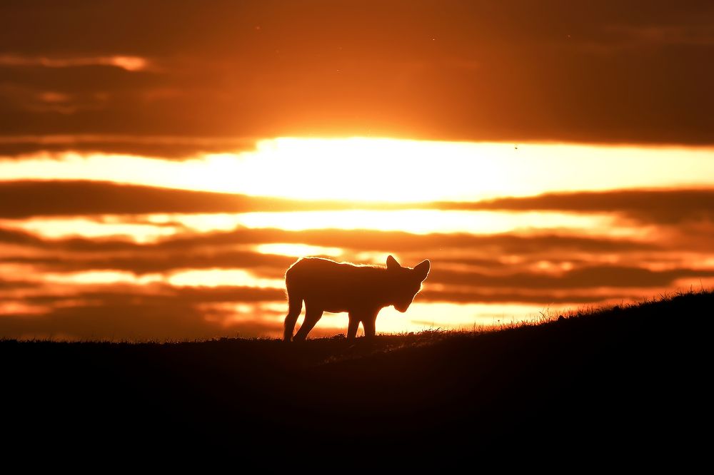 King of Grasslands and Skies ! (5)