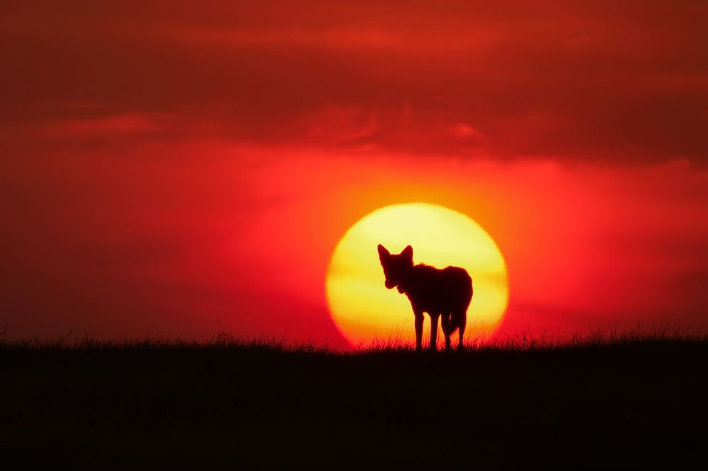 King of Grasslands and Skies ! (4)