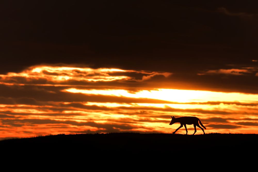 King of Grasslands and Skies ! (3)