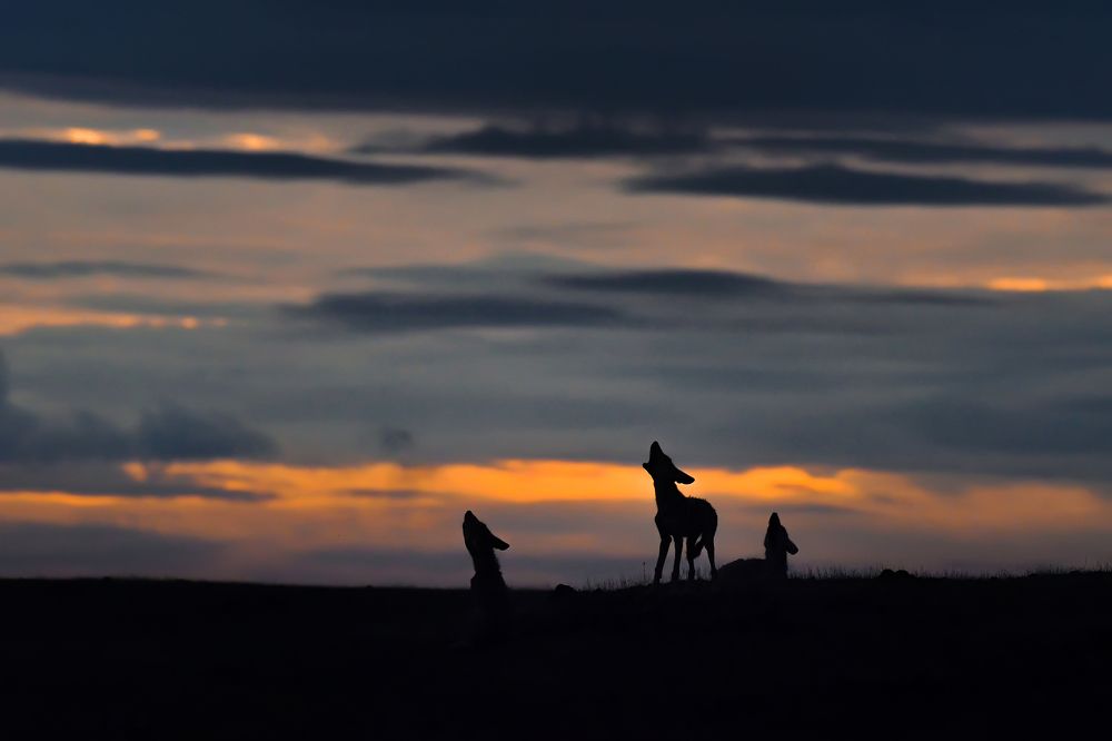 King of Grasslands and Skies ! (2)