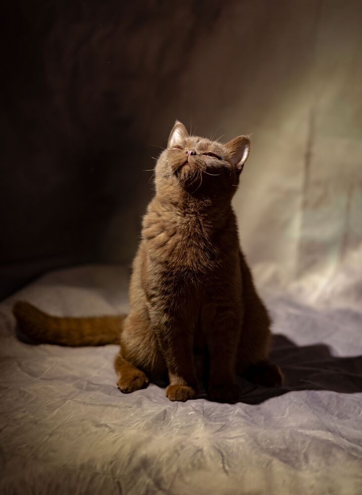 Коты и кошки. (5)