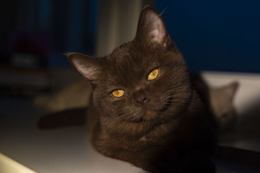 Коты и кошки. (8)