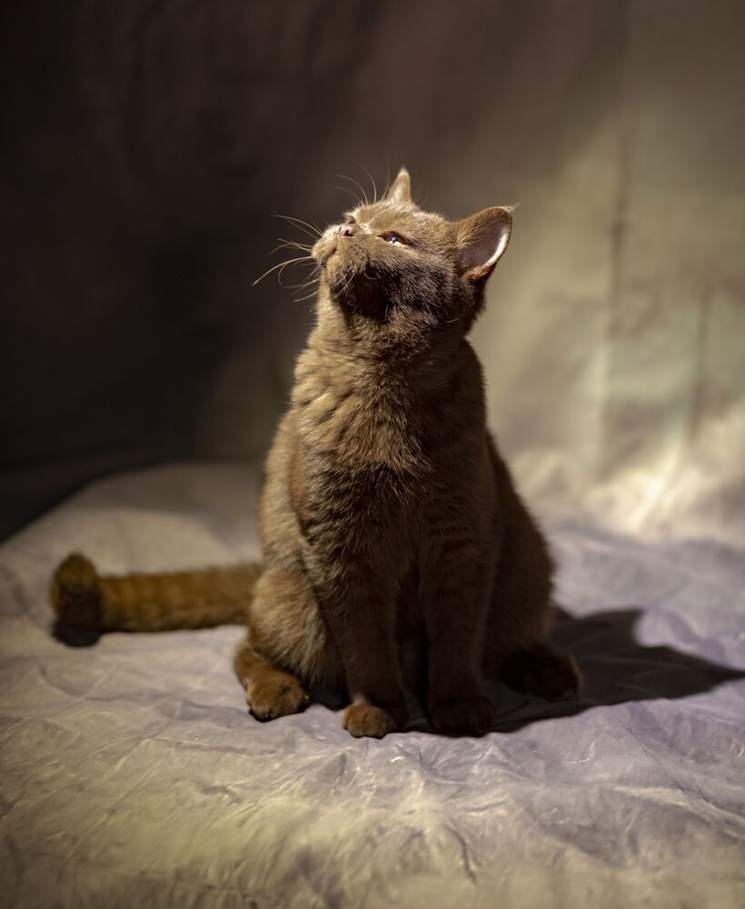 Коты и кошки. (2)