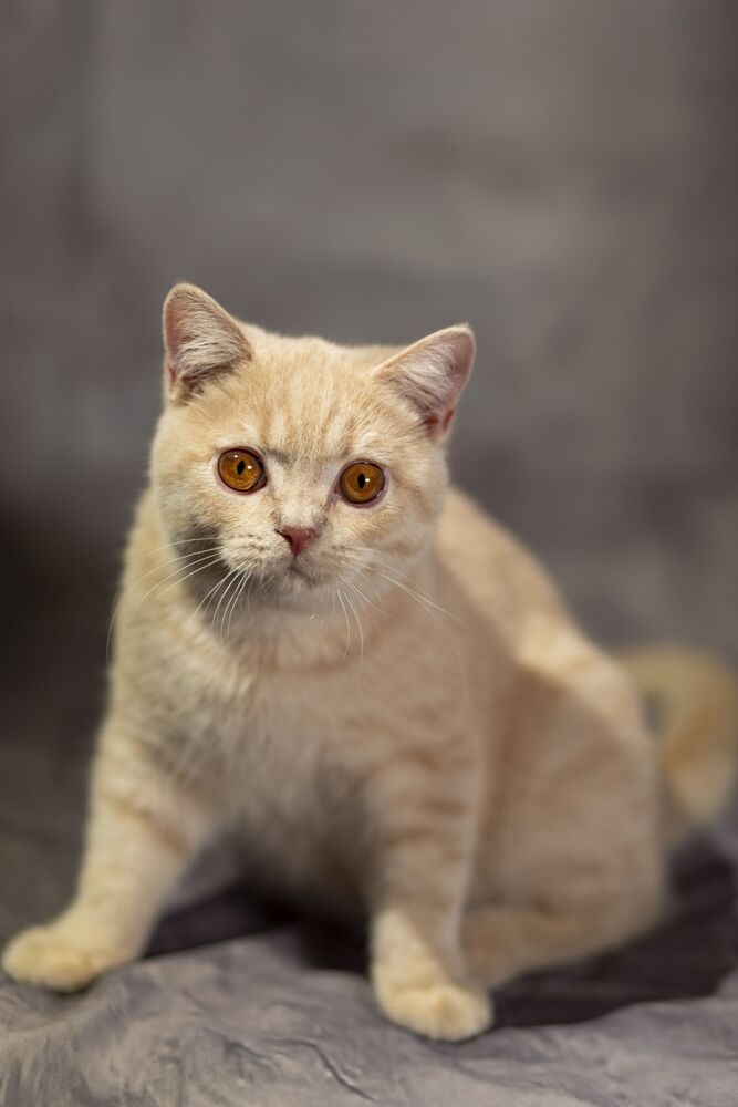 Коты и кошки. (7)