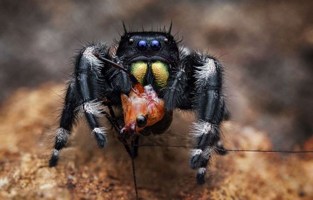 Big Meal (3)