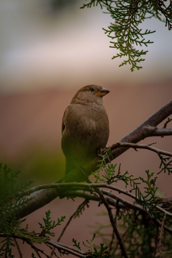 Photo #8972640 (4)