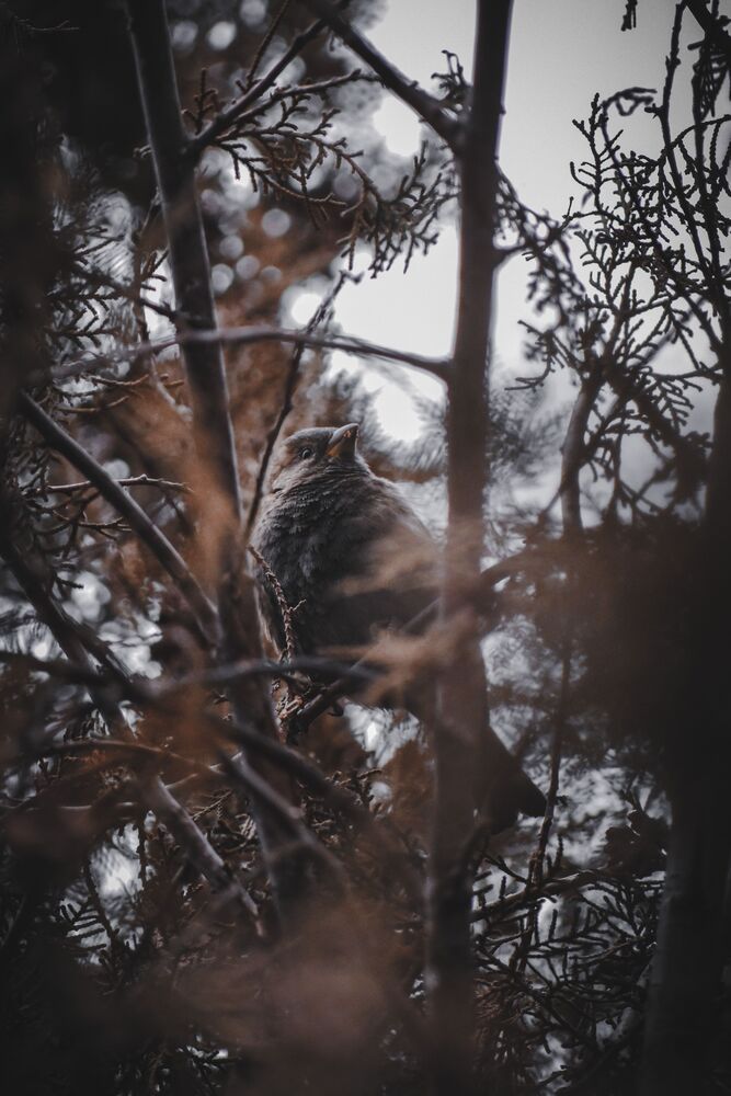 Photo #8972640 (6)