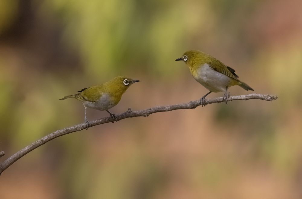 The song of oriental white eye (10)