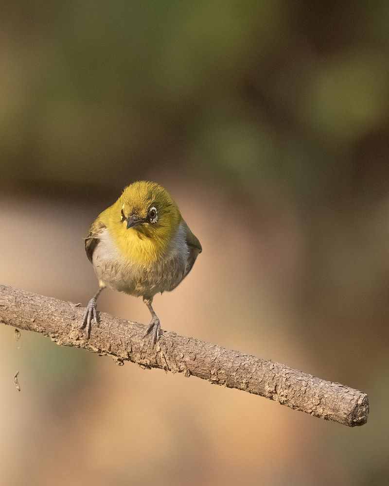 The song of oriental white eye (9)