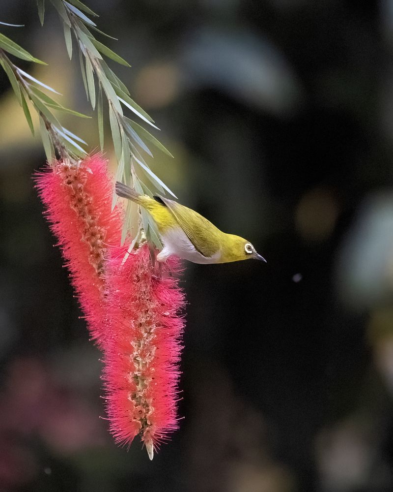 The song of oriental white eye (8)
