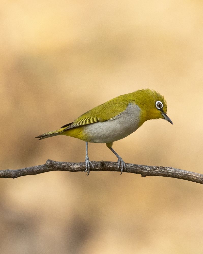 The song of oriental white eye (7)