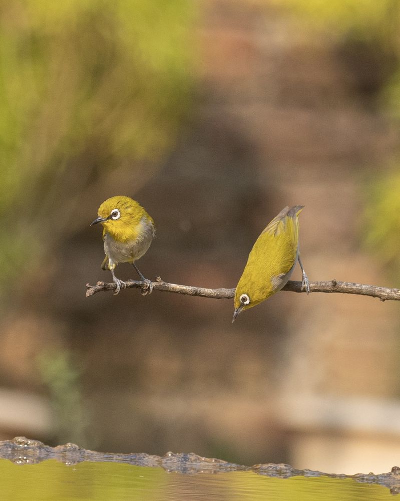 The song of oriental white eye (6)