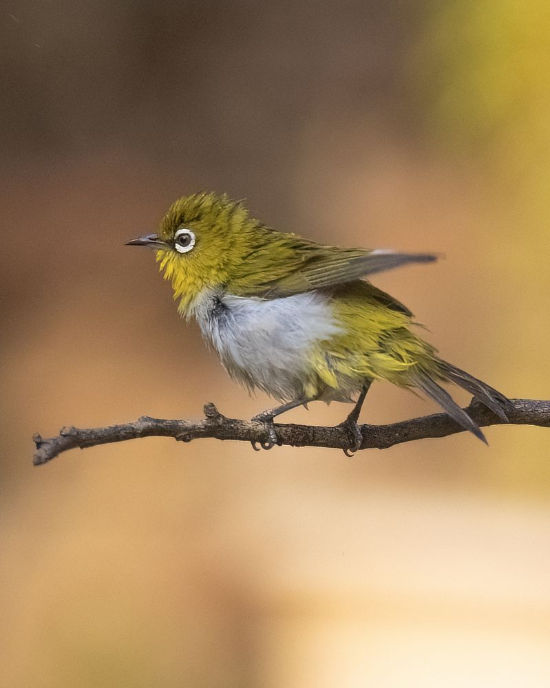 The song of oriental white eye (5)
