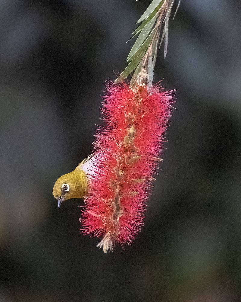 The song of oriental white eye (4)