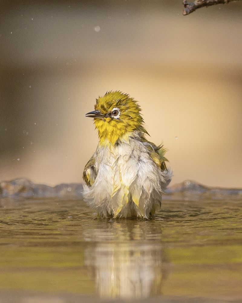 The song of oriental white eye (3)