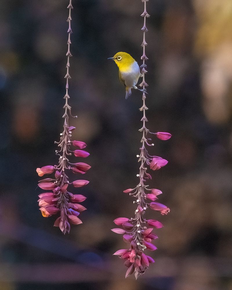 The song of oriental white eye (2)