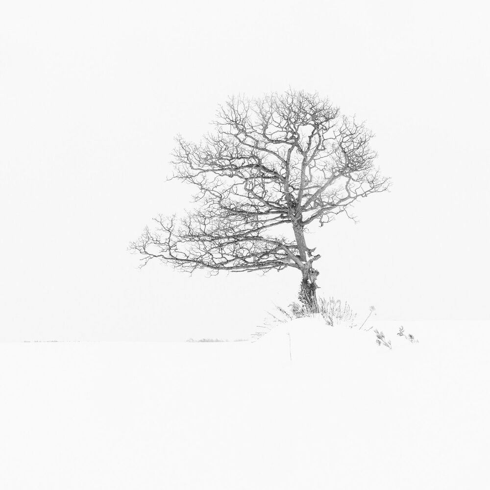 Winter Lone Trees (5)