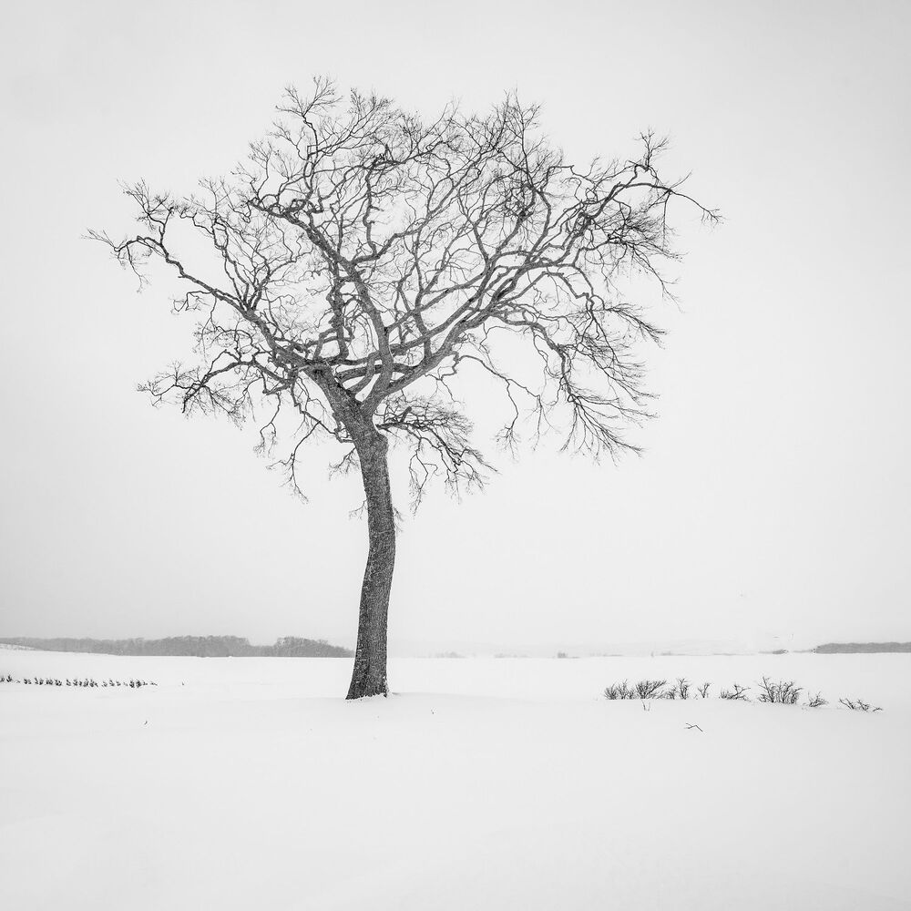 Winter Lone Trees (4)