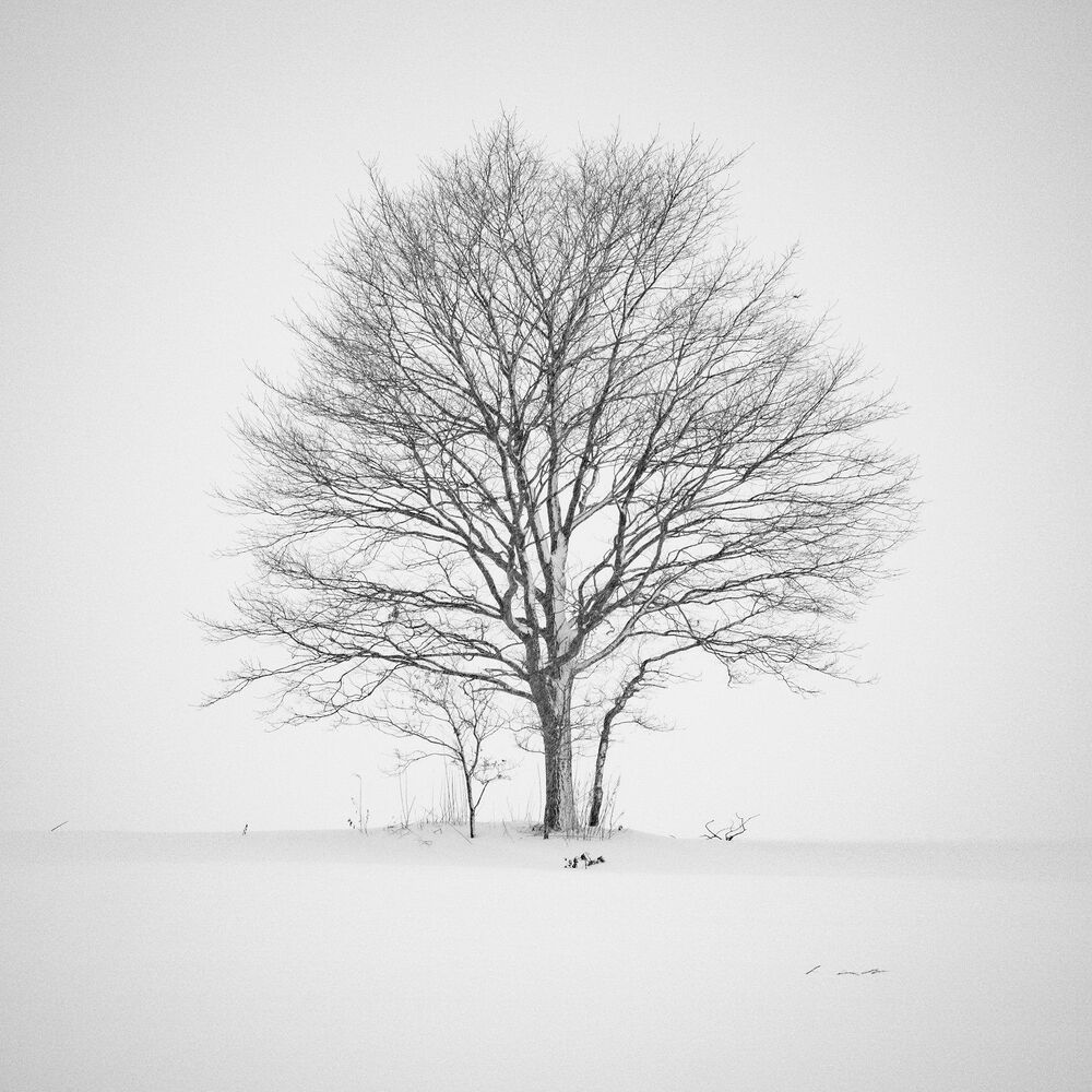 Winter Lone Trees (6)