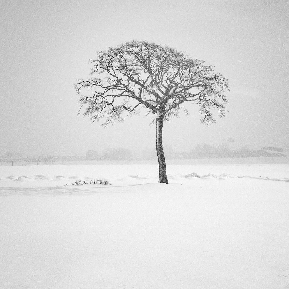 Winter Lone Trees (3)