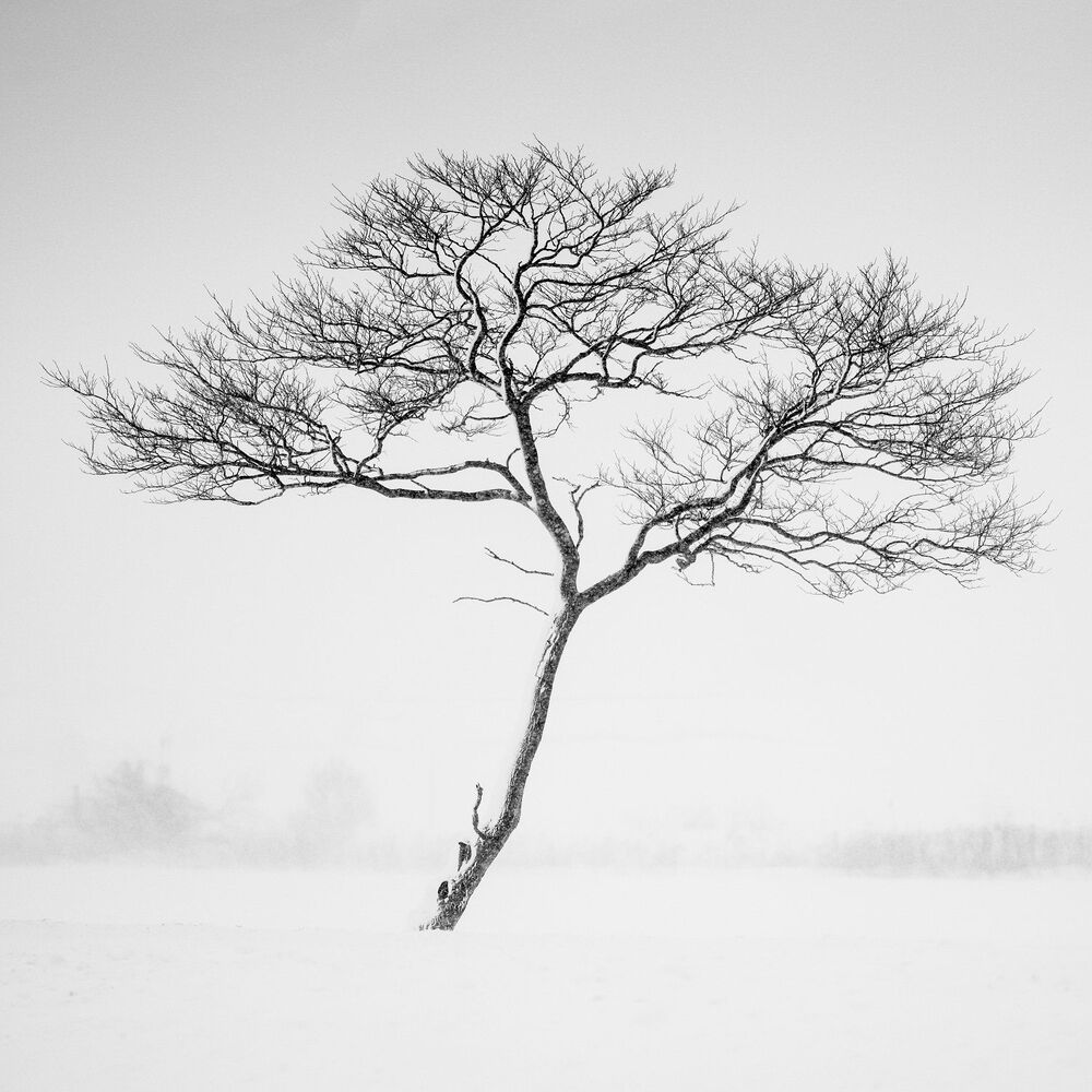 Winter Lone Trees (2)