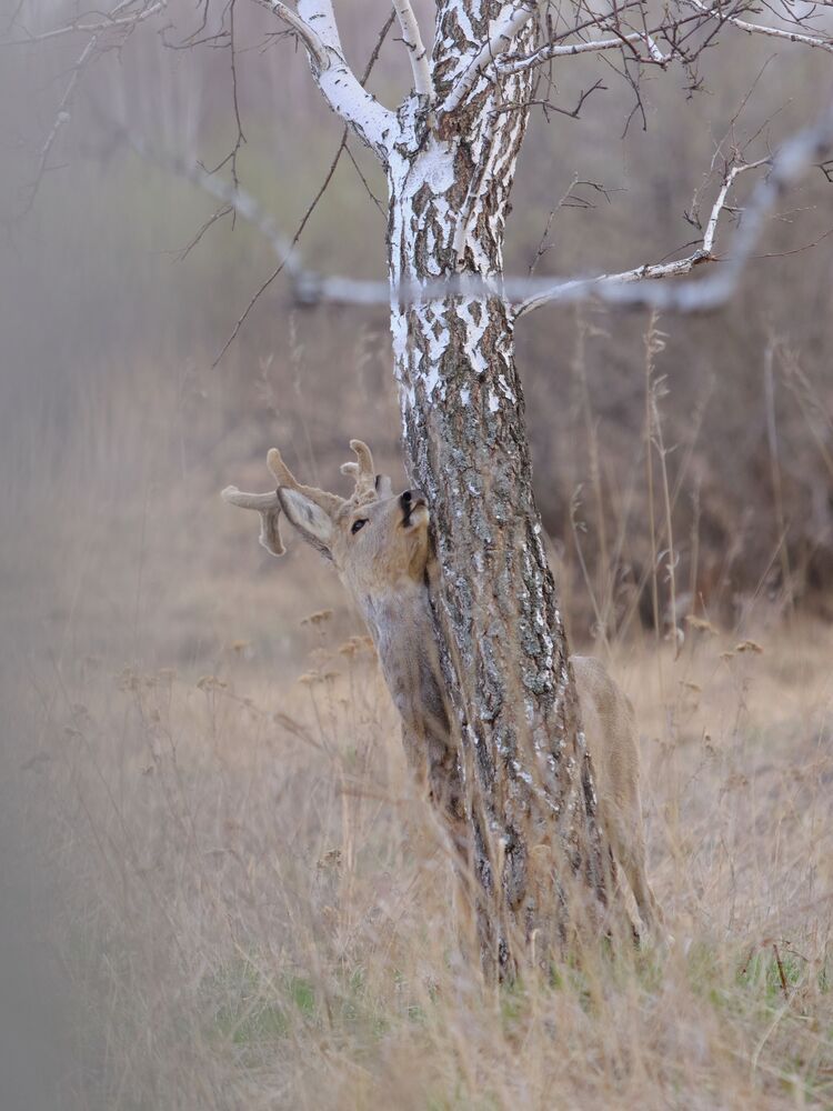Косули. Весенние заметки (2)