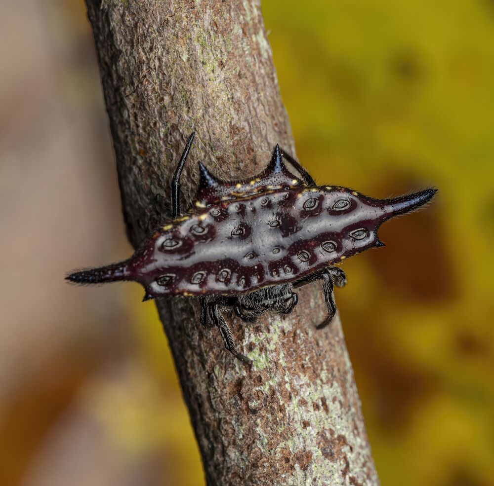 Parallel-spined Spiny Orbweaver (4)