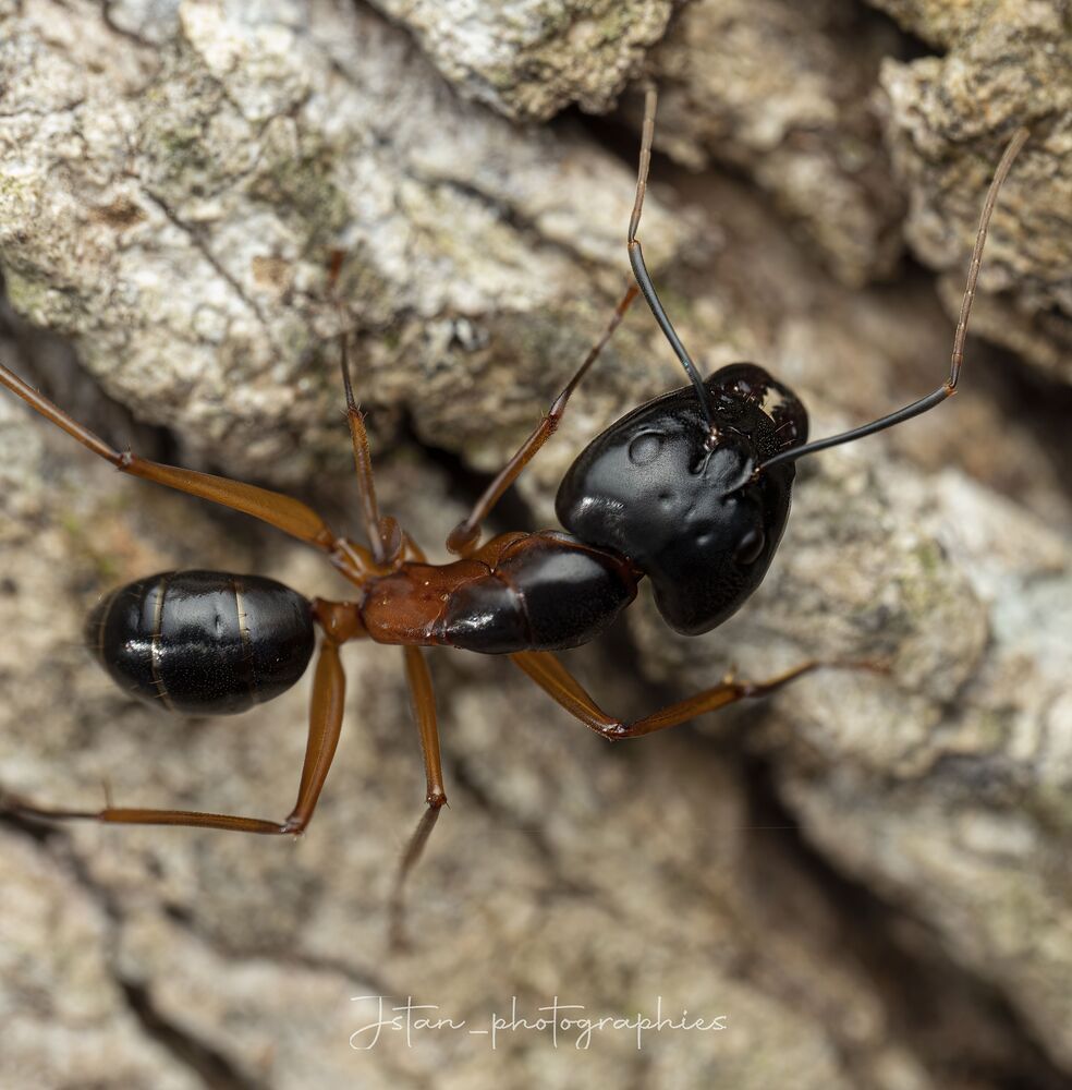 Carpenter Ant (3)