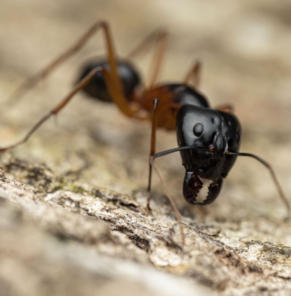 Carpenter Ant (4)