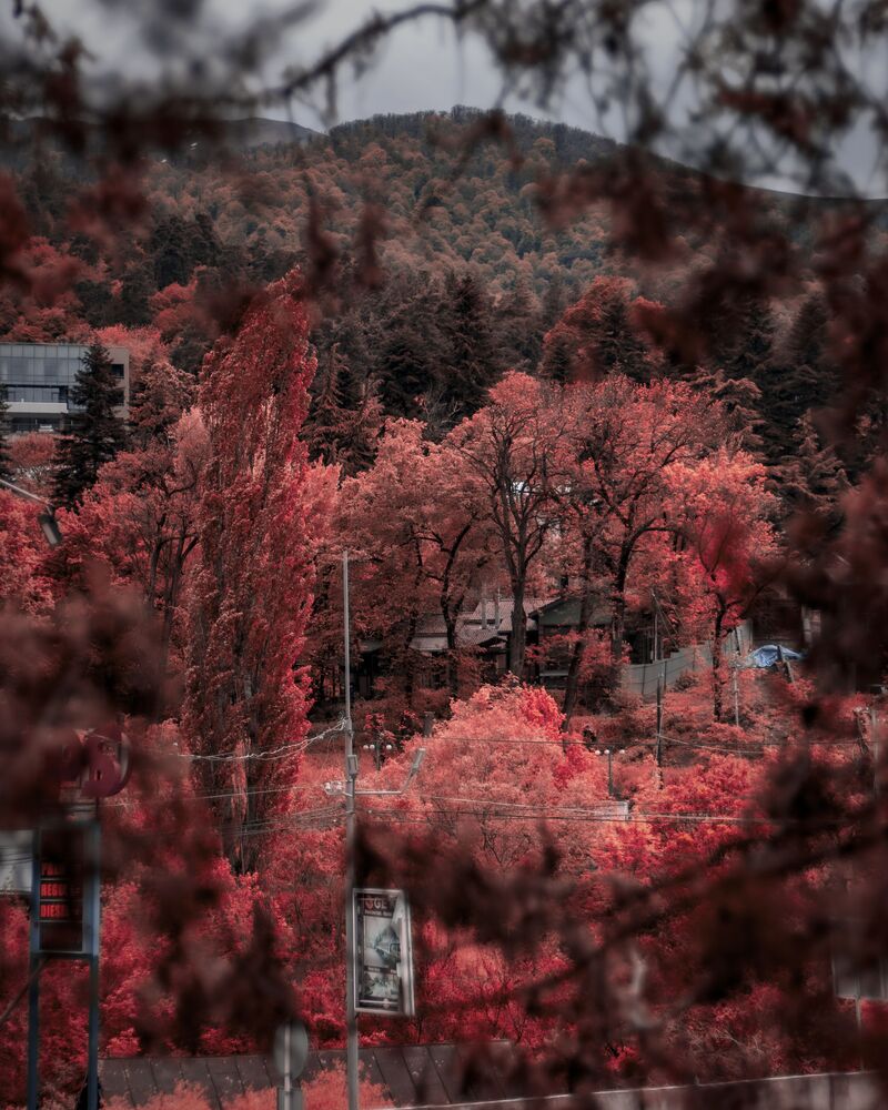 Redd (2)