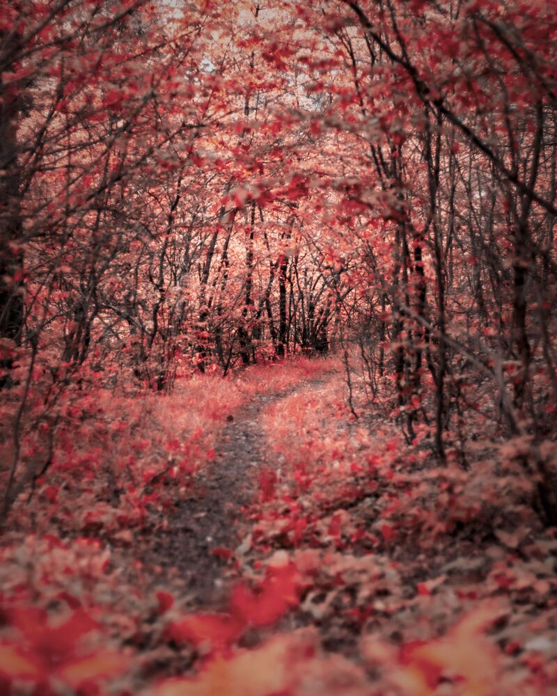 Redd (6)