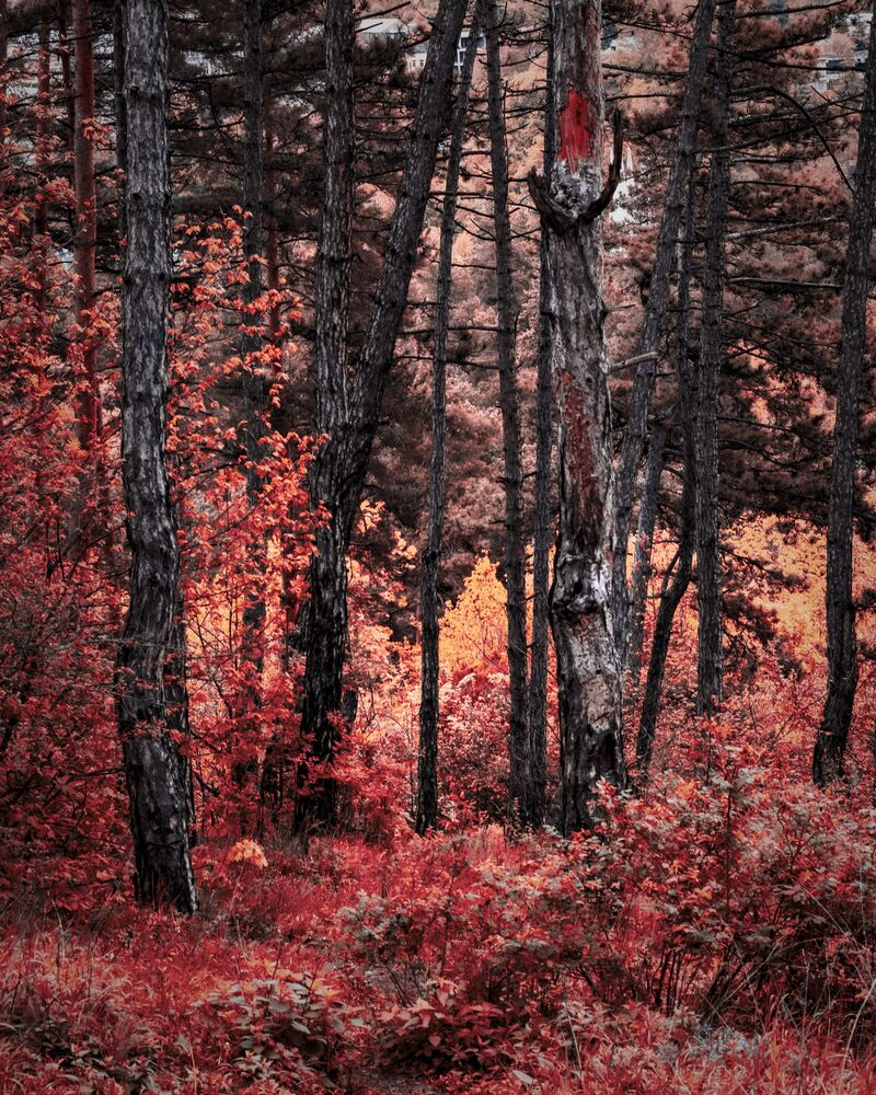 Redd (8)