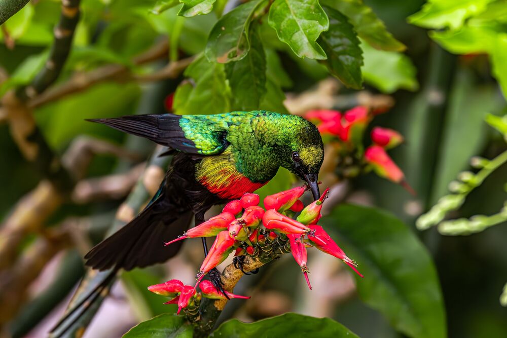 Power of color in nature (3)