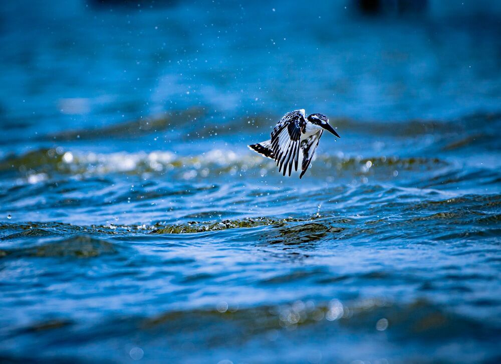 The dive (2)
