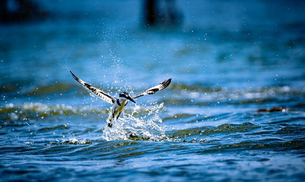 The dive (3)