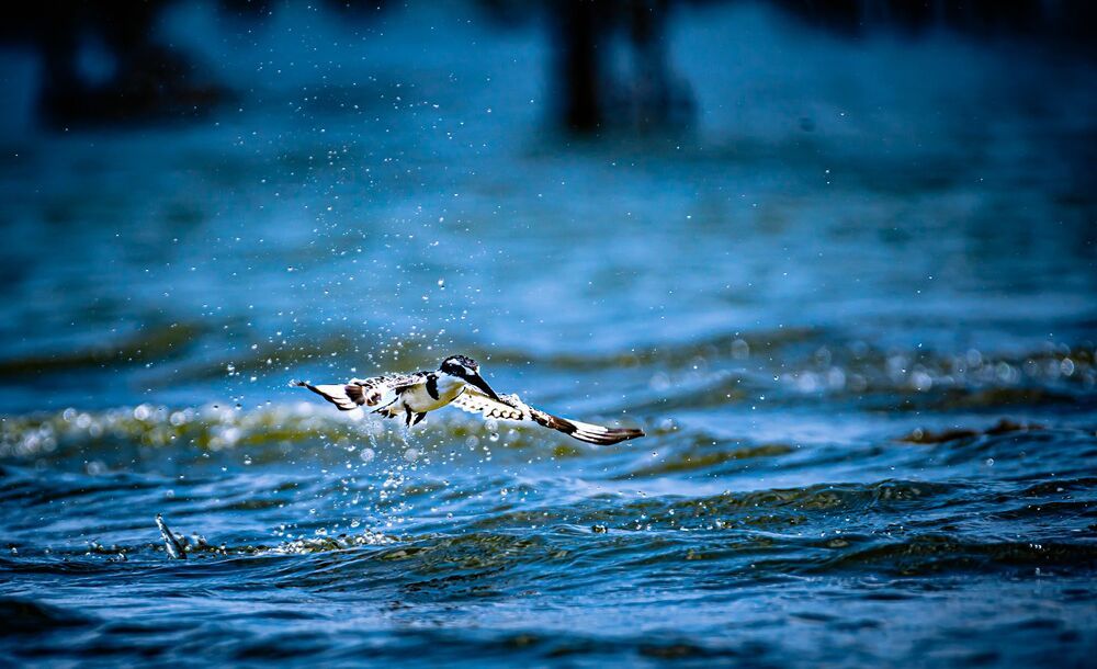 The dive (4)
