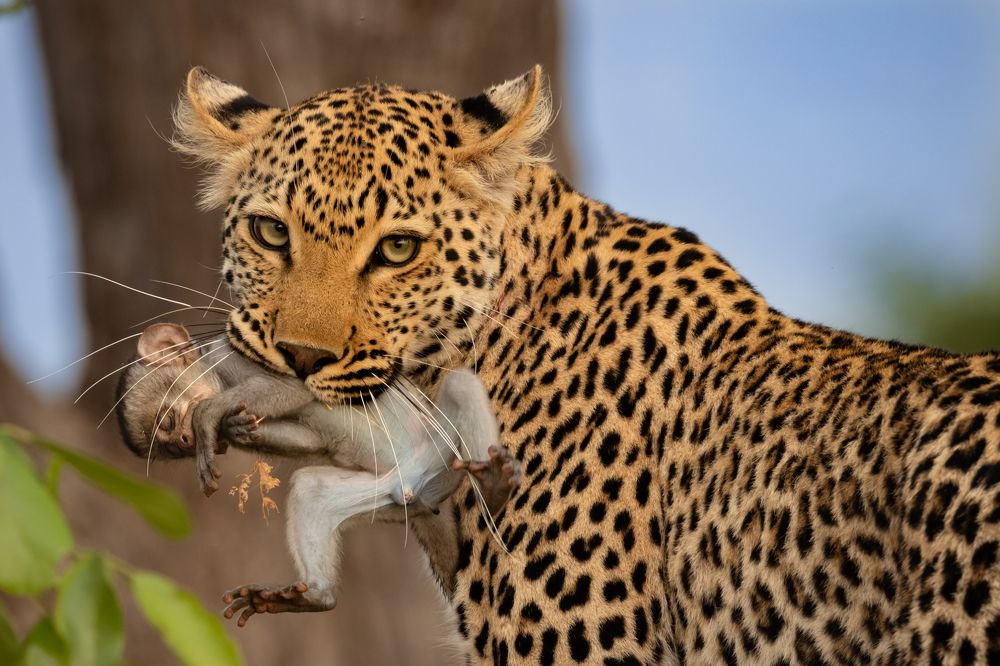Leopard and monkey (3)