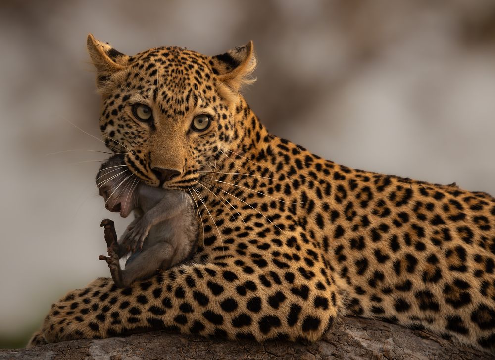 Leopard and monkey (4)
